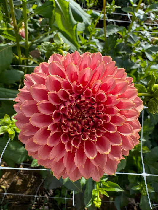 Coral Sea Dahlia Tuber - LIMIT 1