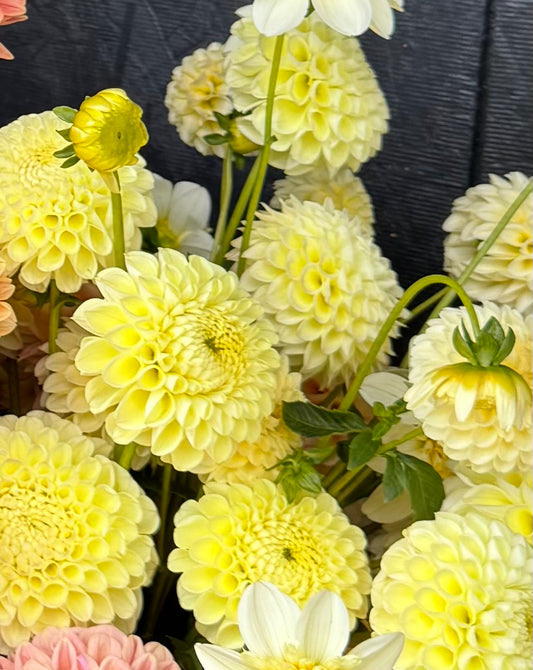 MM Buttercream Dahlia Tuber