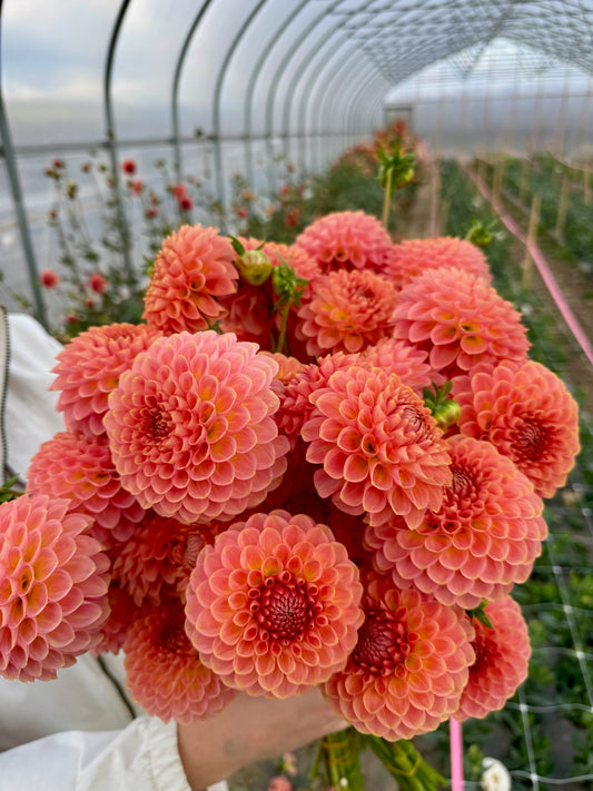 20th Ave Softer Peach Dahlia Tuber