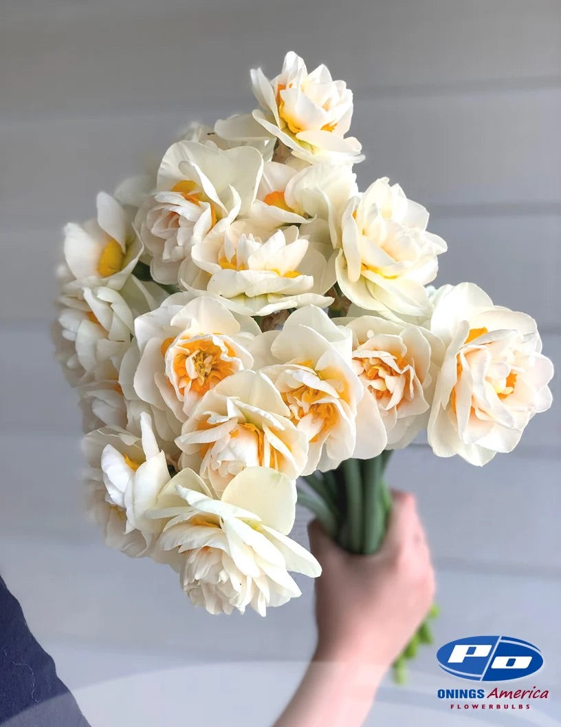 Yosemite Valley Narcissus