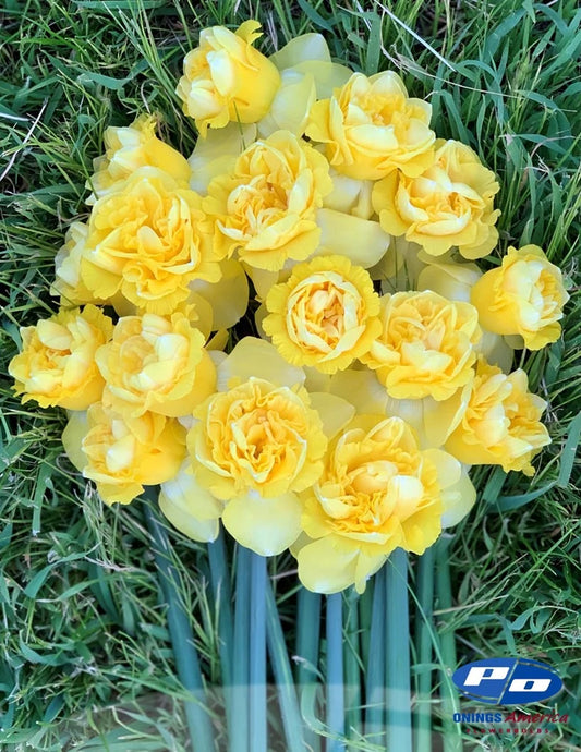 Art Design Narcissus