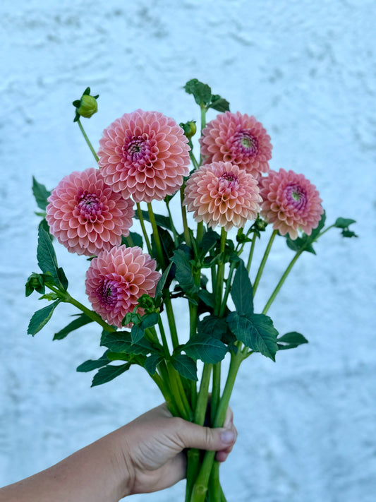 Linda’s Baby Dahlia Tuber