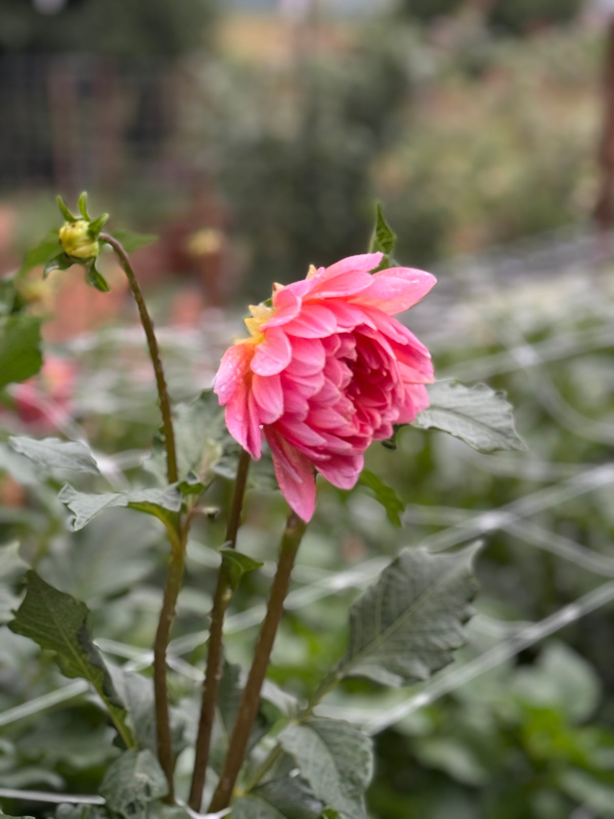 Maks Betty Lynn Dahlia Tuber