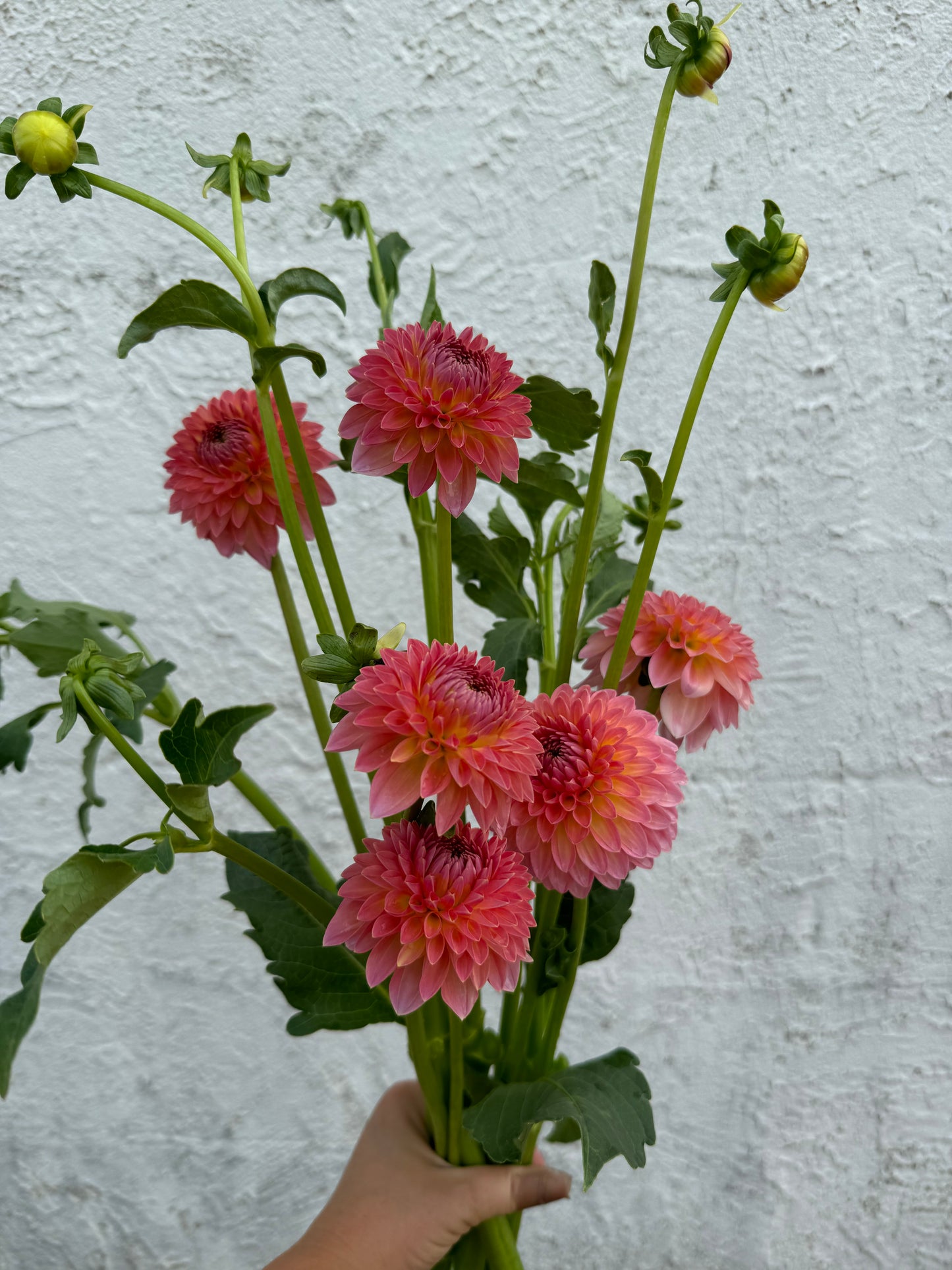 Hillcrest Suffusion Dahlia Tuber
