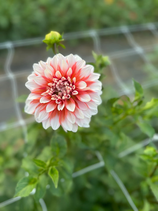 Alamode Dahlia Tuber