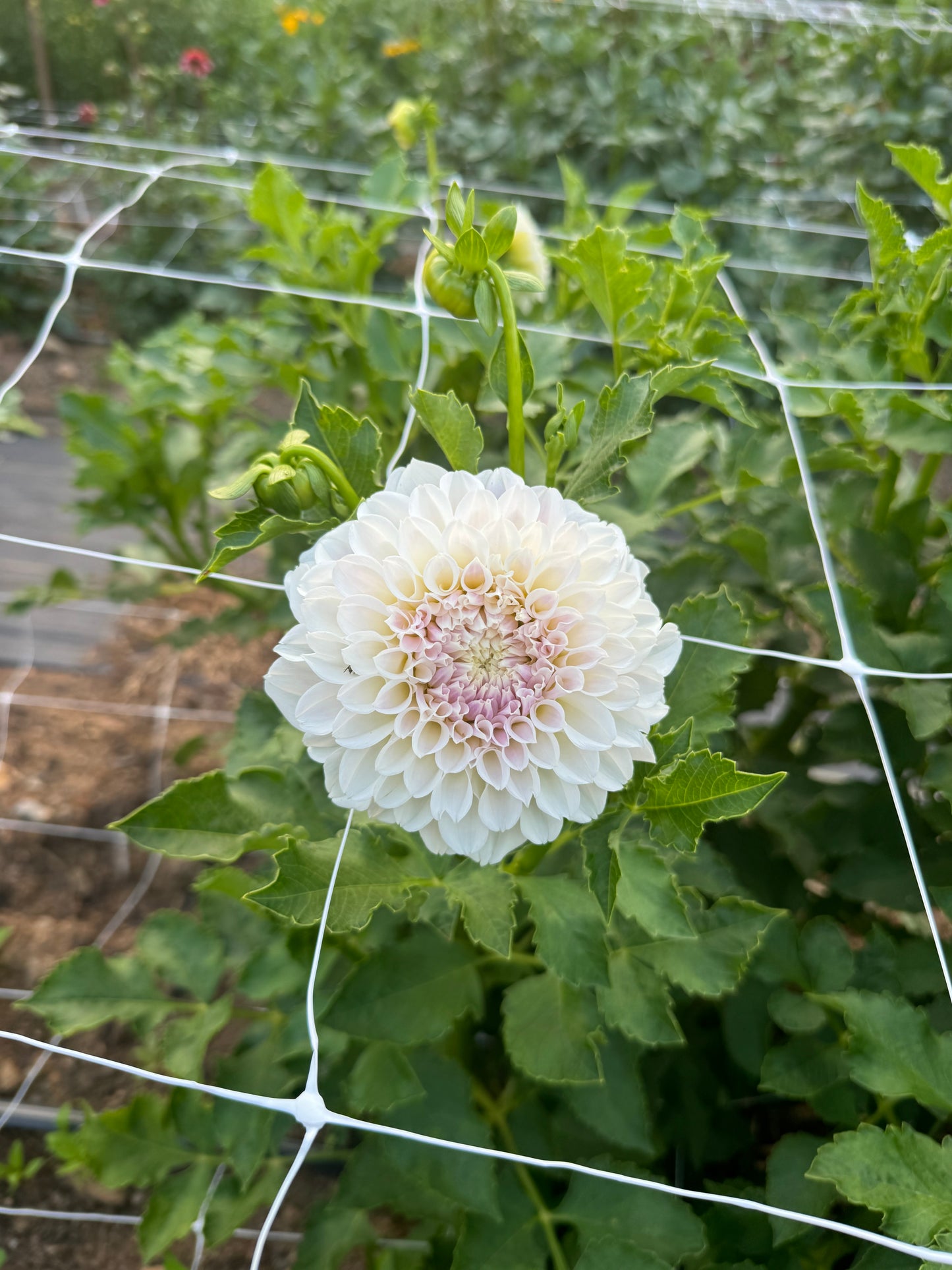 Irish Ruffles Dahlia Tuber [Limit 1]
