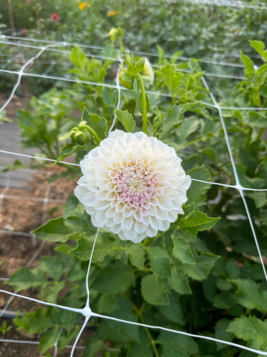 Irish Ruffles Dahlia Tuber [Limit 1]