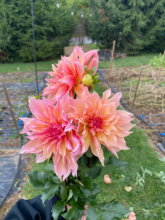 Labyrinth Dahlia Tuber [Limit 1]