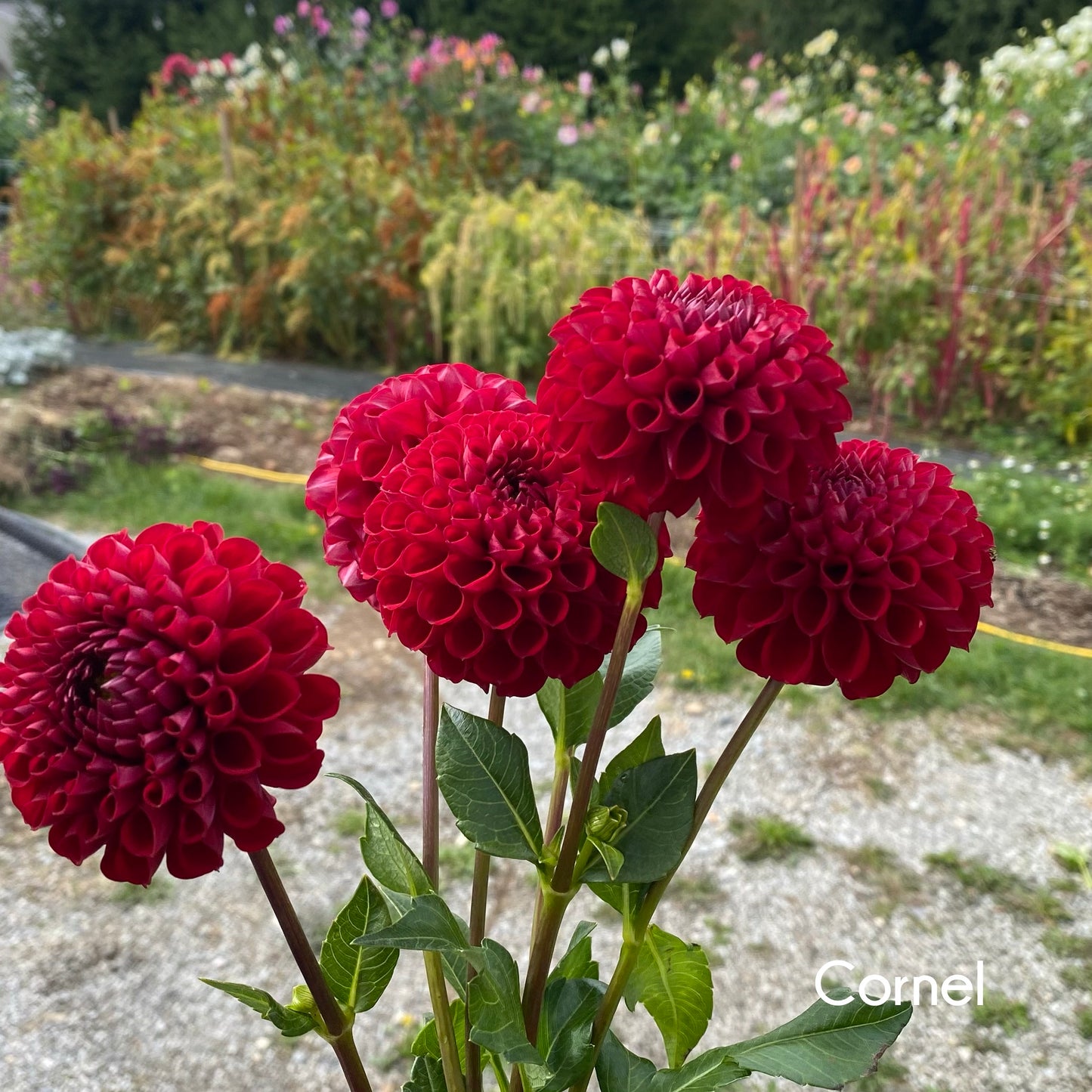 Cornel Dahlia Tuber