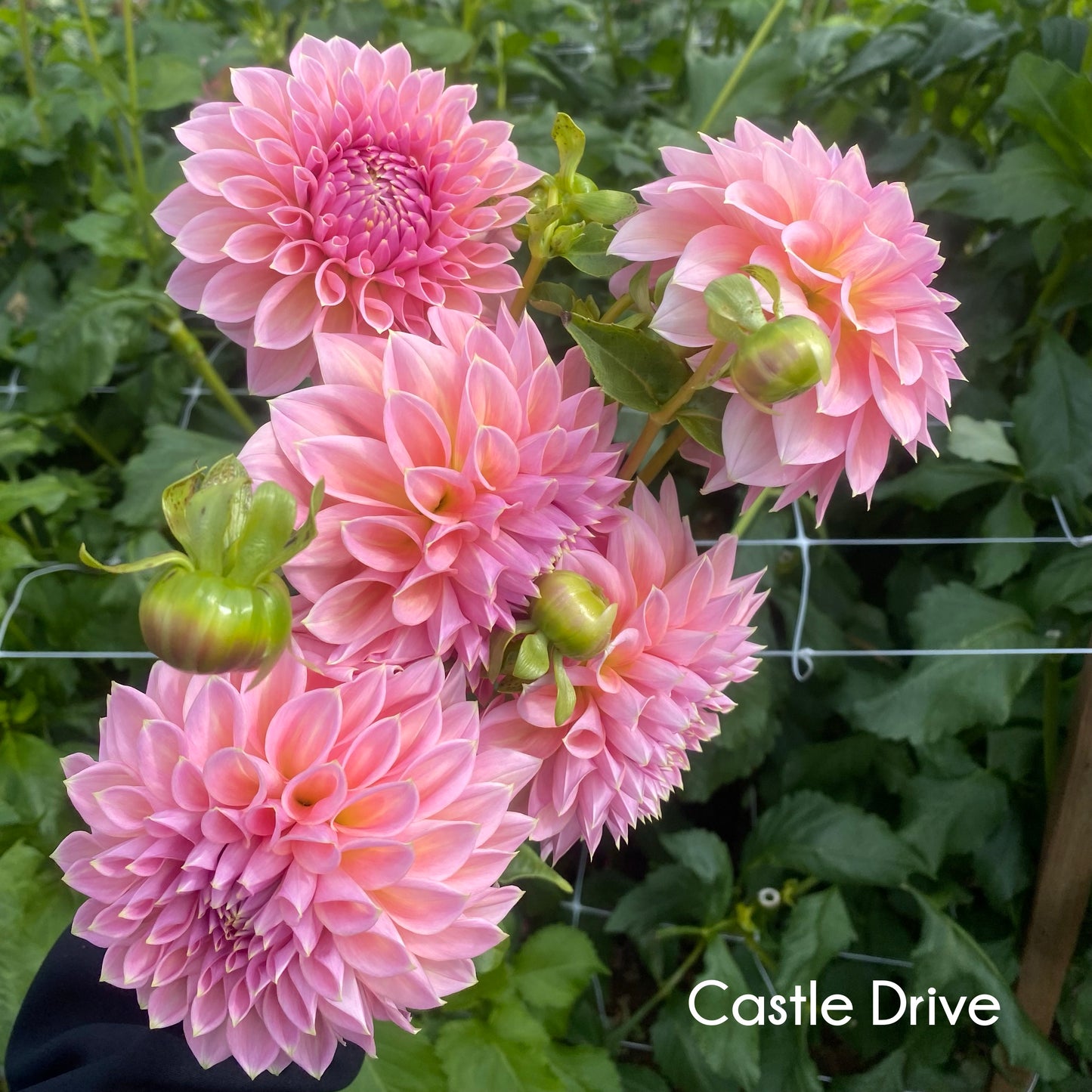 Castle Drive Dahlia Tuber