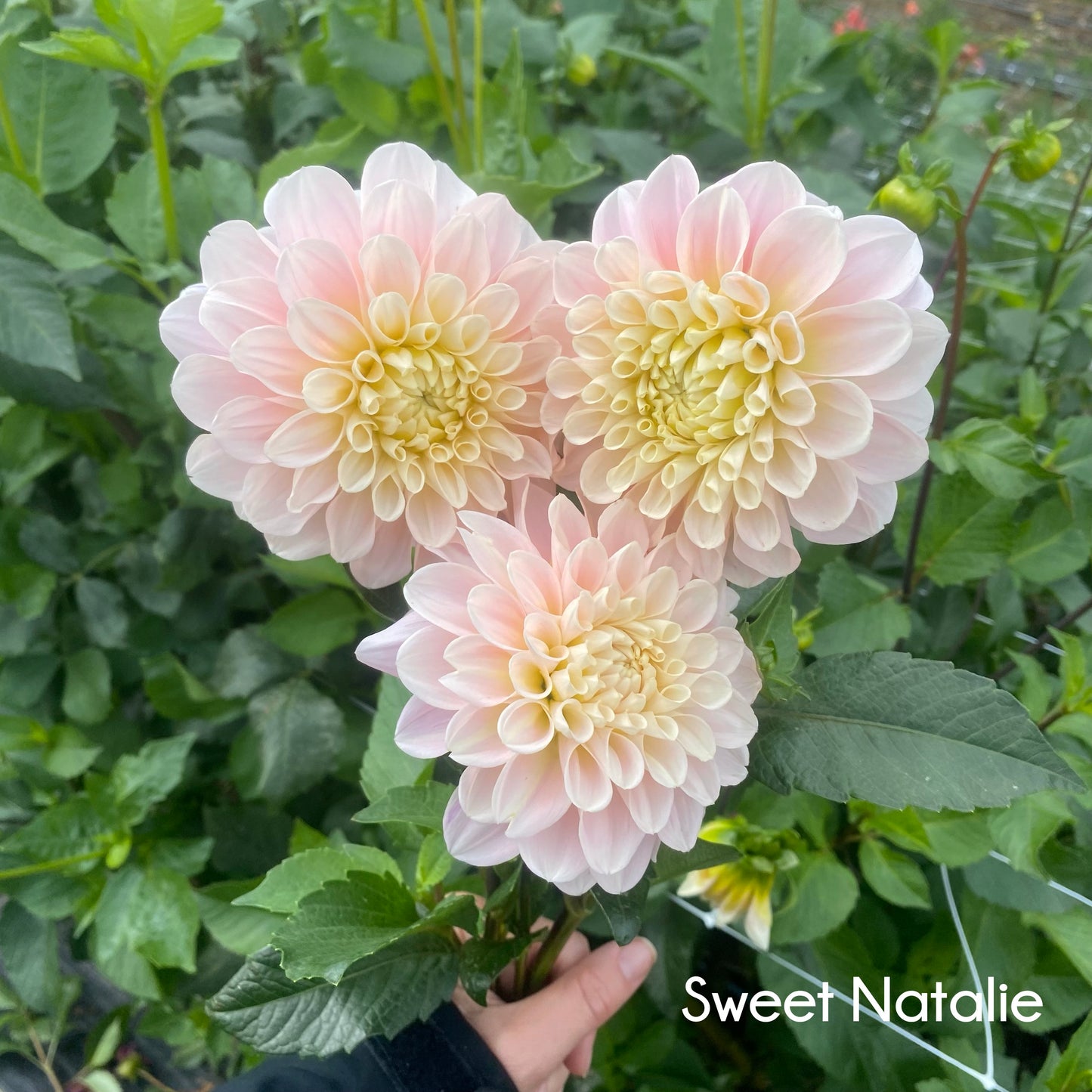 Sweet Nathalie Dahlia Tuber