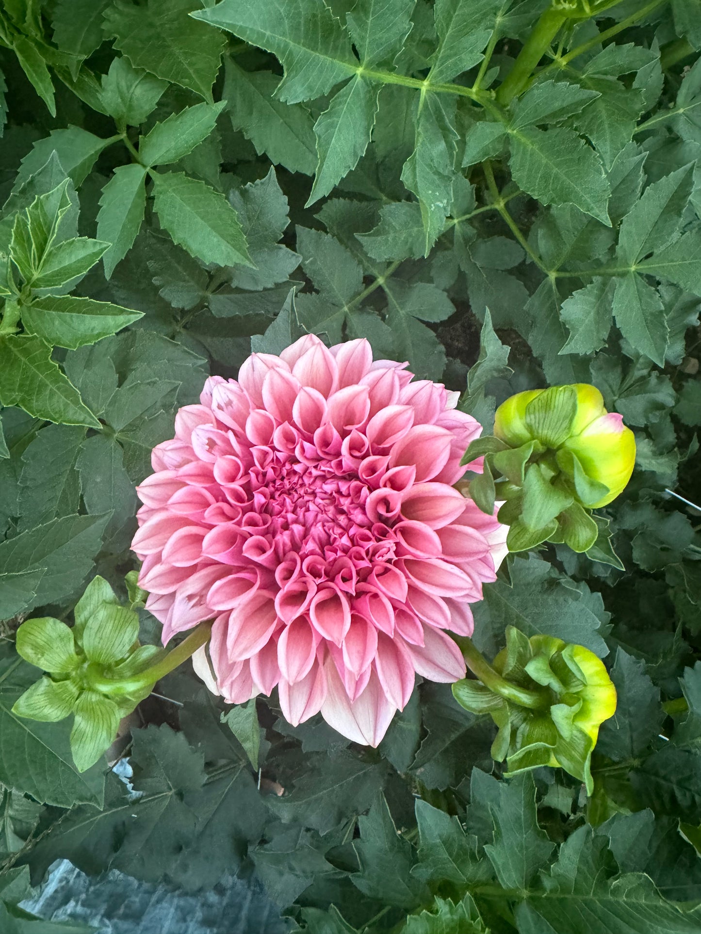 Orange Globe Dahlia Tuber