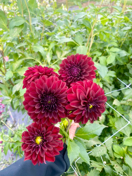 Black Satin Dahlia Tuber