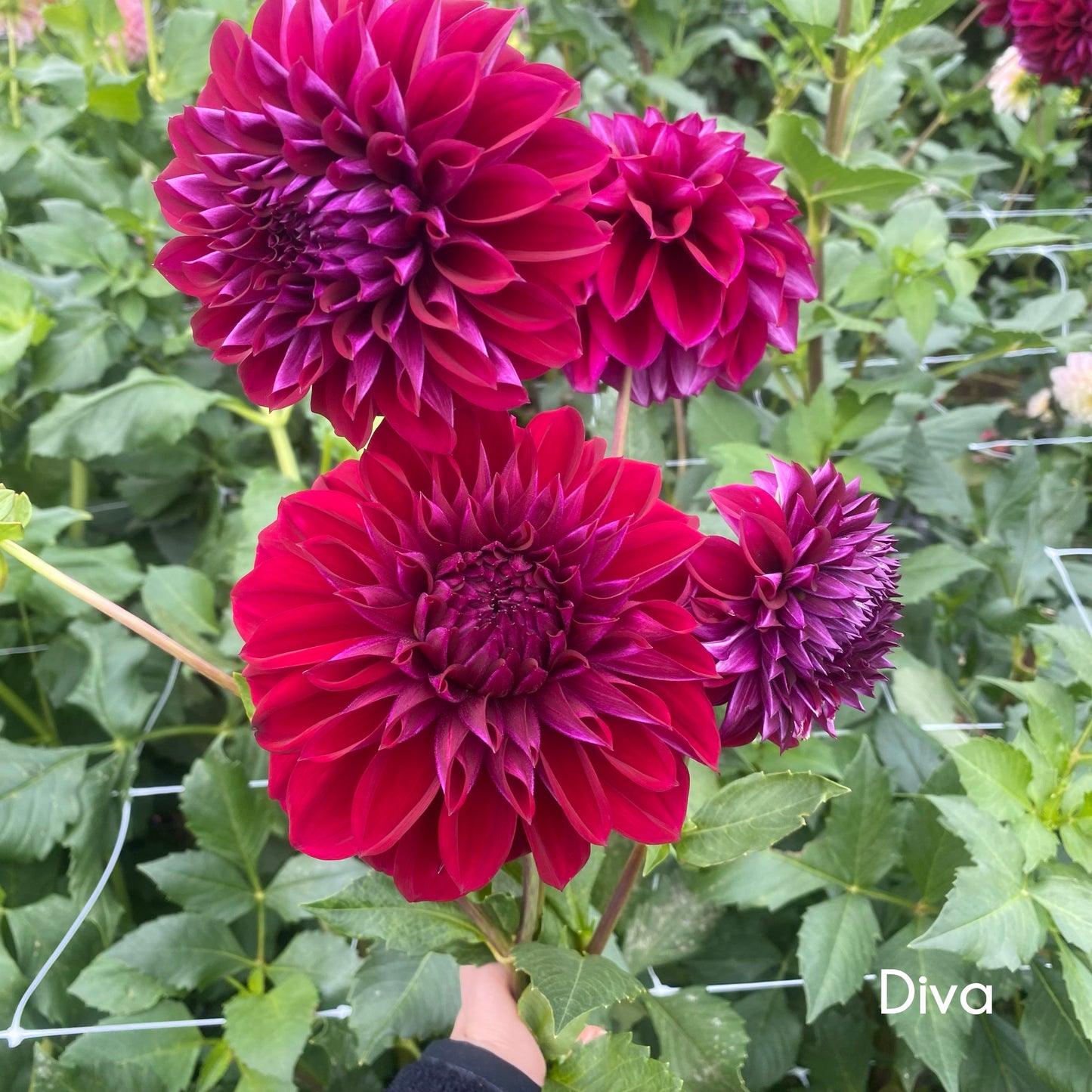 Diva Dahlia Tuber