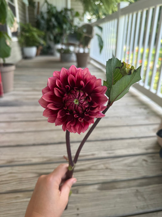 Bloomquist York Dahlia Tuber