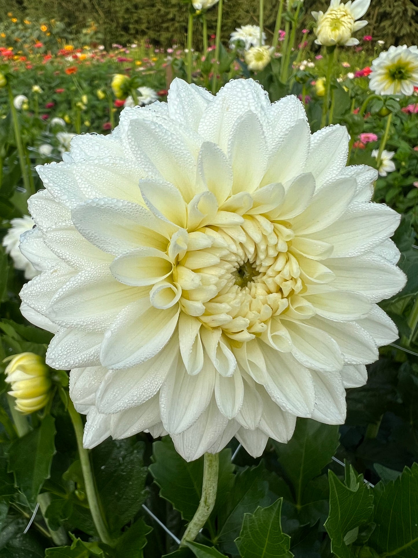 Blizzard Dahlia Tuber