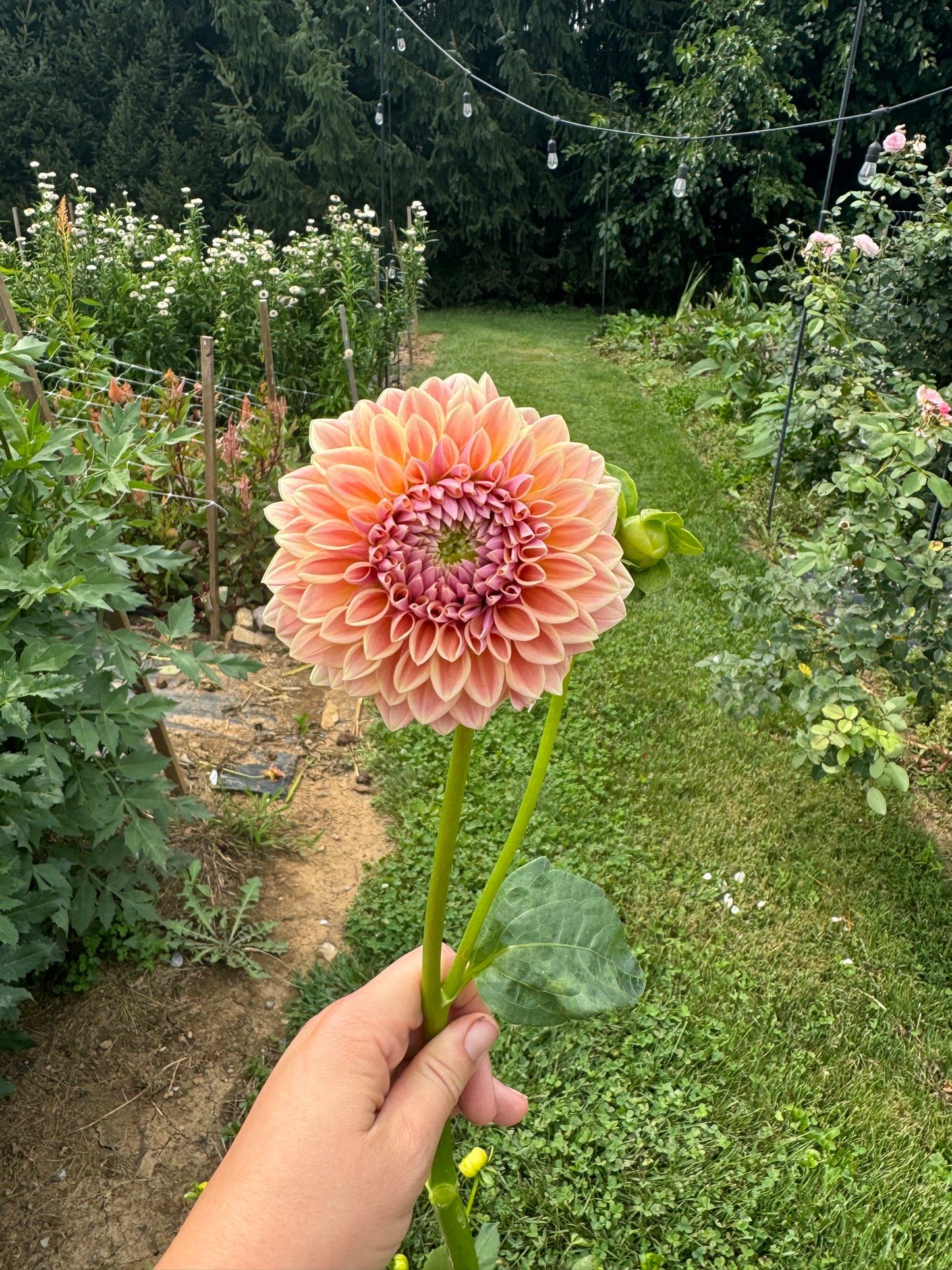 RM Summer Haze Dahlia Tuber