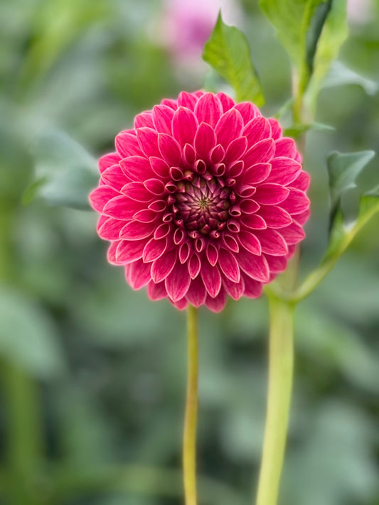 Rosie Jo Dahlia Tuber