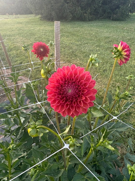 Cecil Dahlia Tuber [Limit 1]