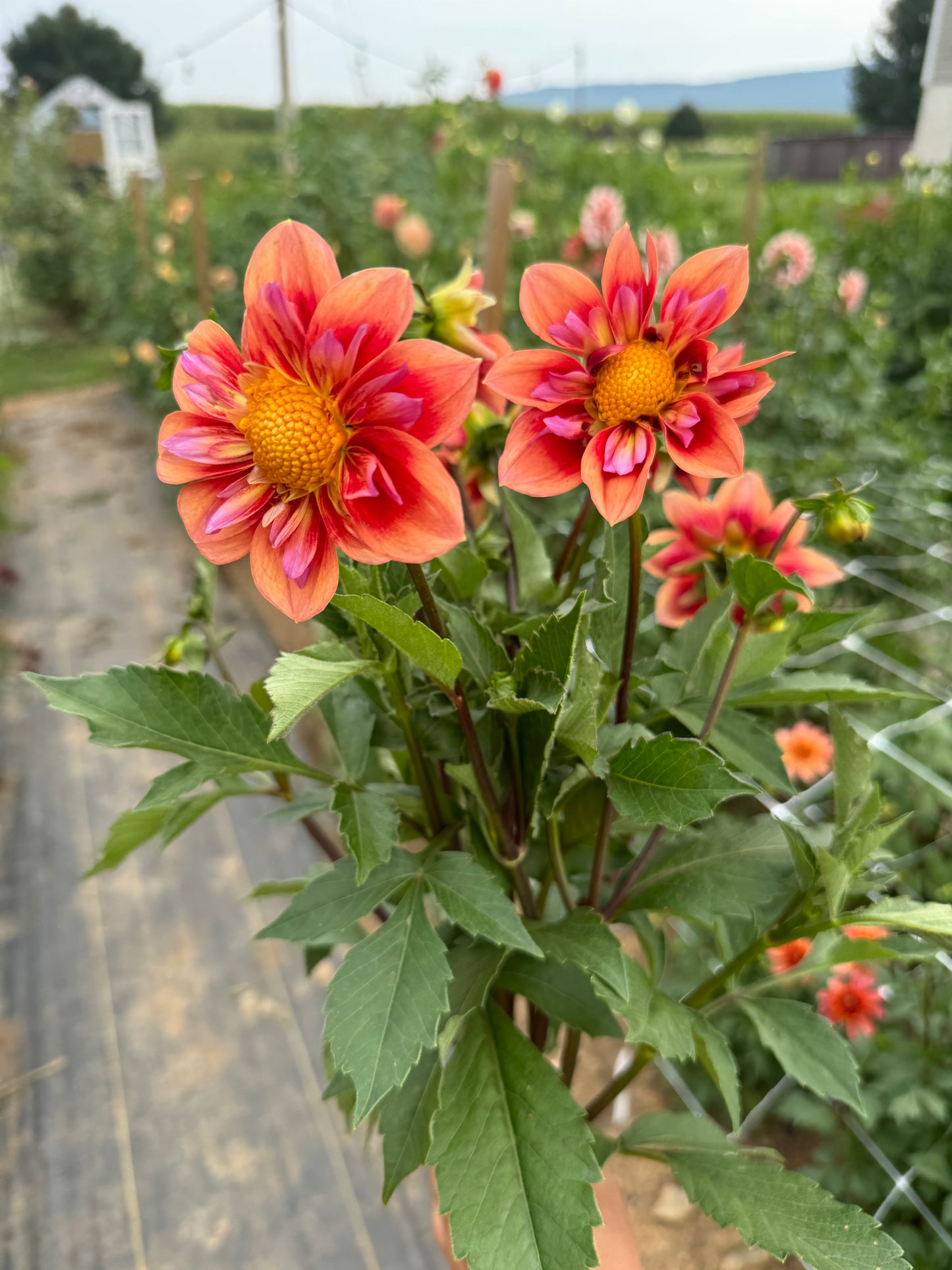 Orange Hype Dahlia Tuber [Limit 1]