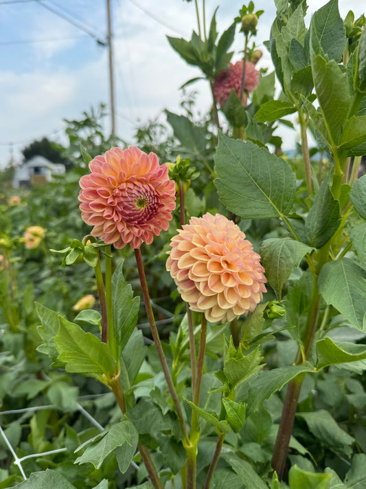 Clearview Peachy Dahlia Tuber
