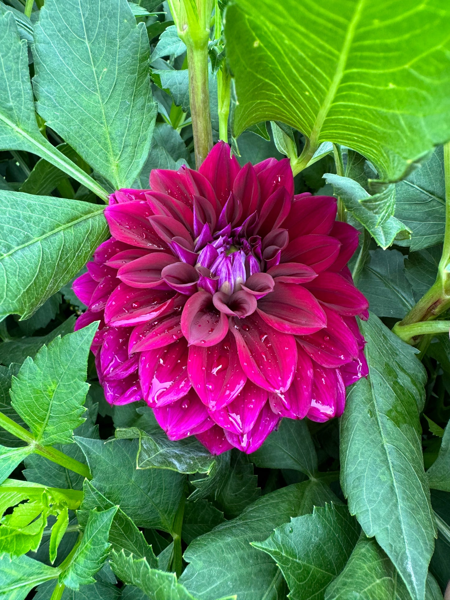 Diva Dahlia Tuber