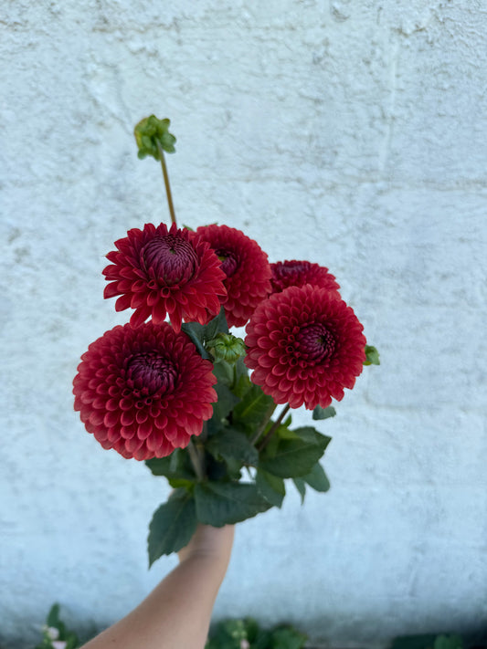 Copper Boy Dahlia Tuber [Limit 1]