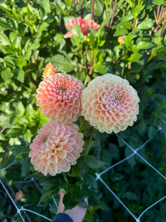 Crichton Honey Dahlia Tuber