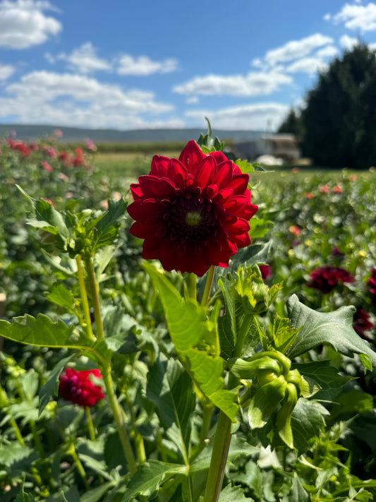 Tahoma Velvet Dahlia Tuber [Limit 1]