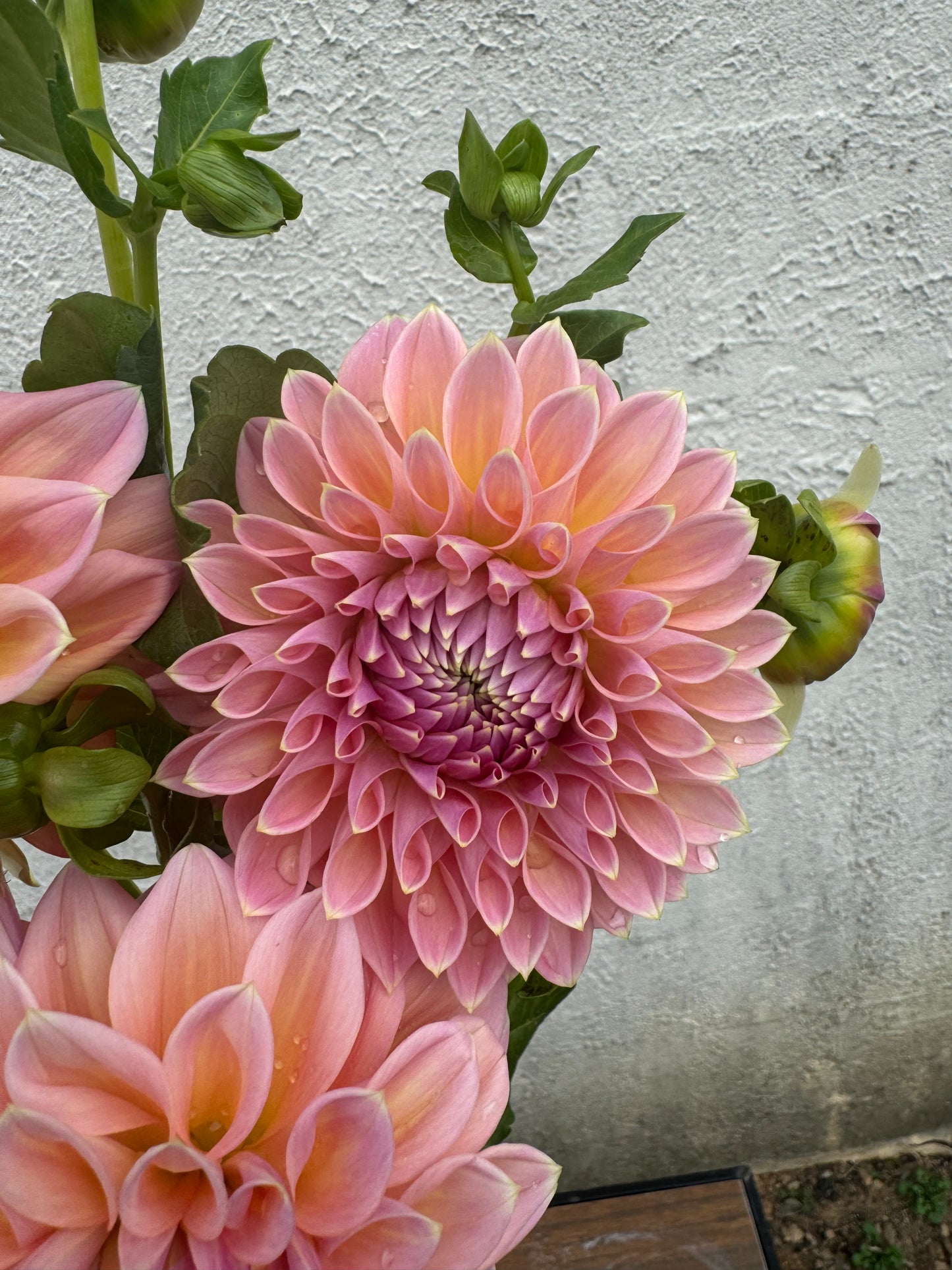 Castle Drive Dahlia Tuber
