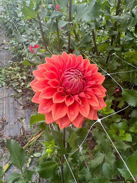 Hy Patti Dahlia Tuber