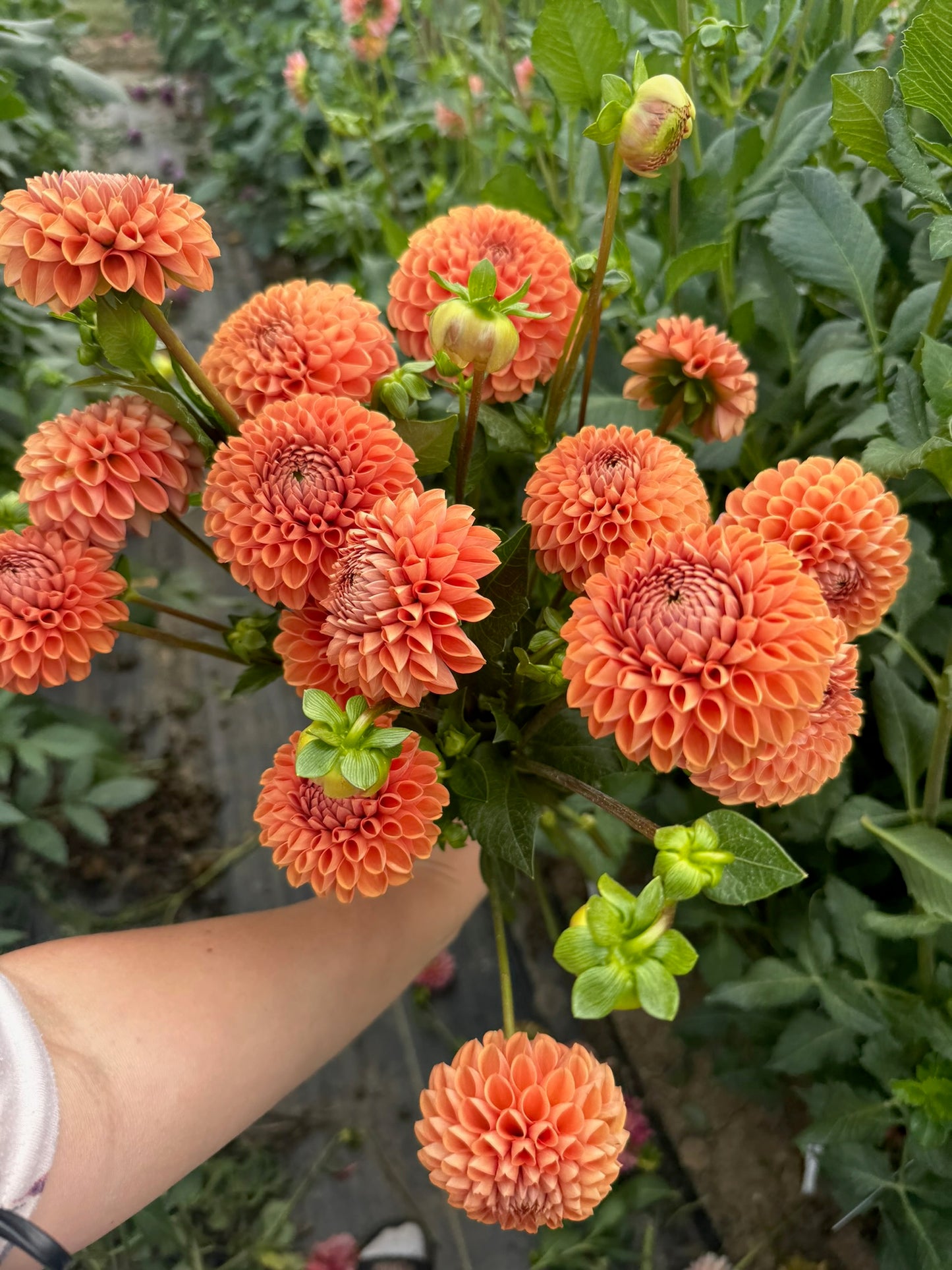 Cornel Bronze Dahlia Tuber BULK PACK