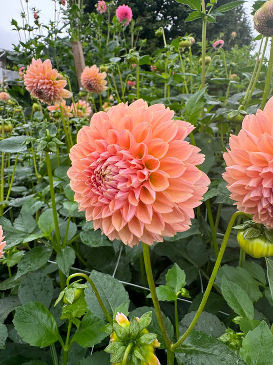 Linda’s Baby Dahlia Tuber