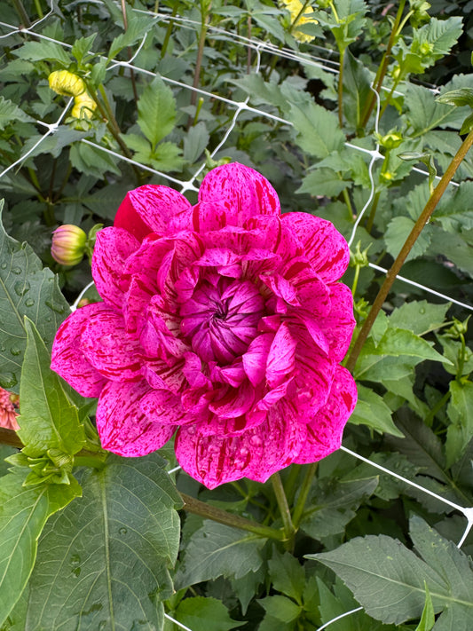 Sandia CanCan Dahlia Tuber