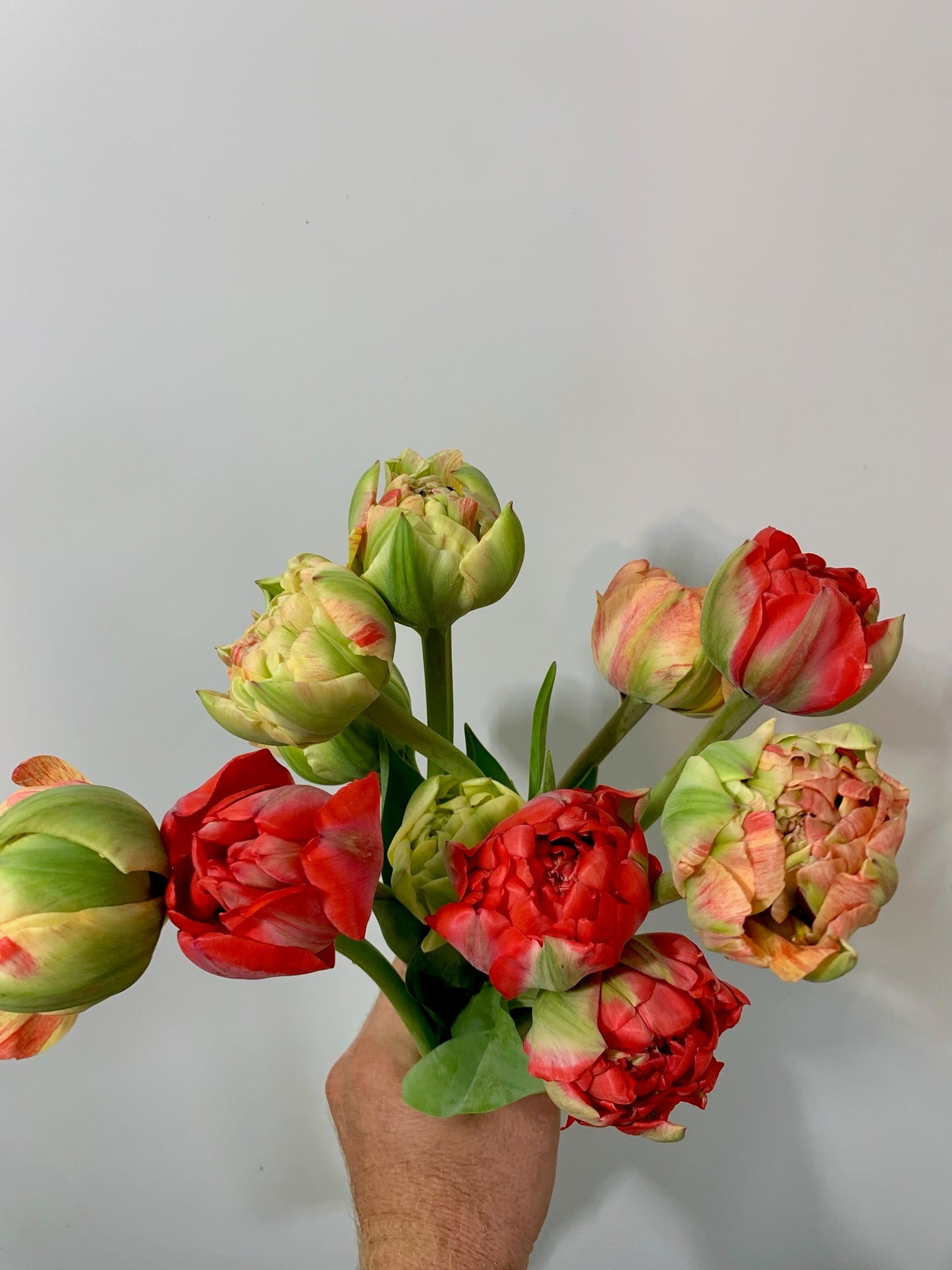 Gudoshnik Double Tulip