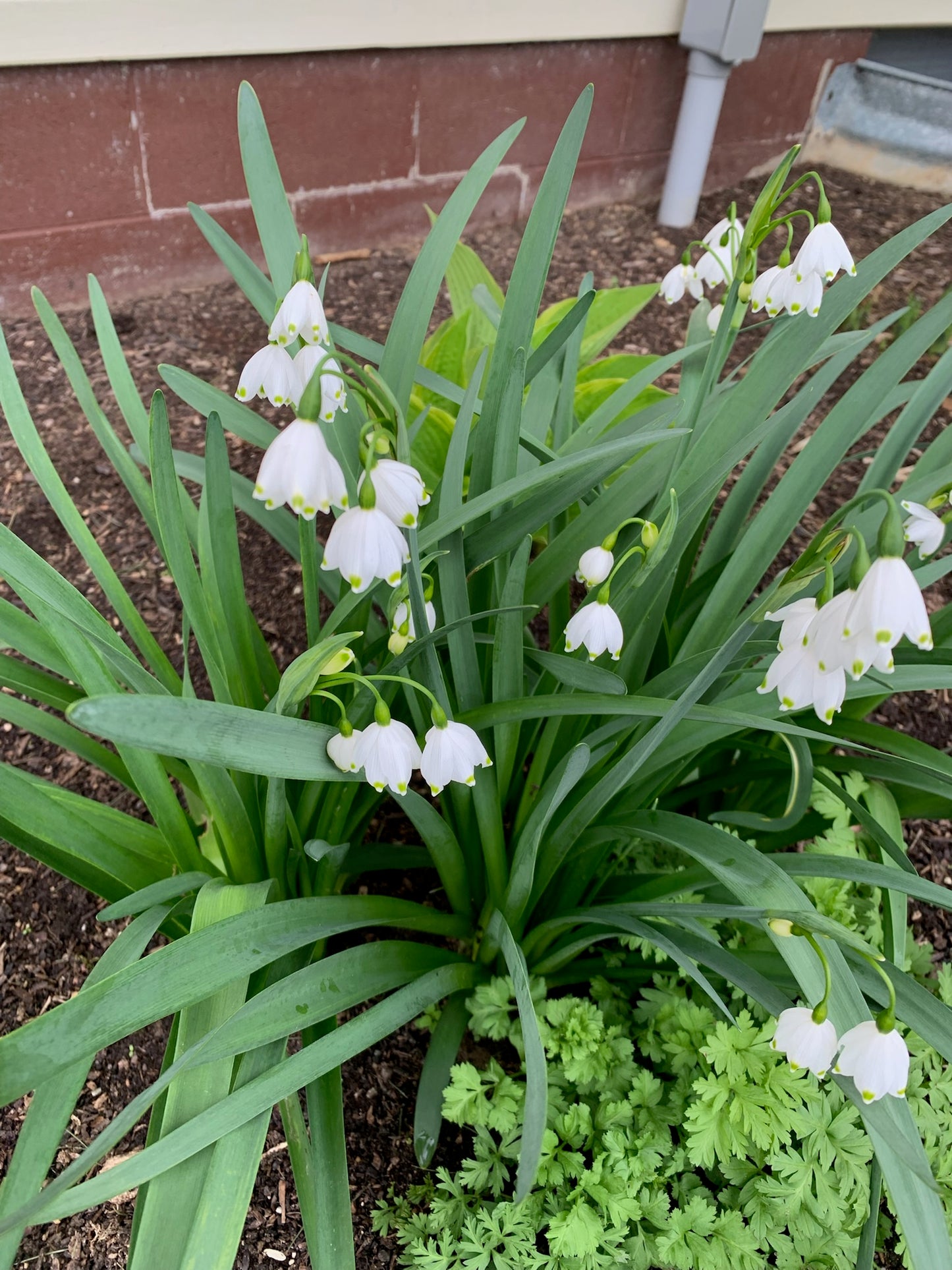 Leucojum Bulbs