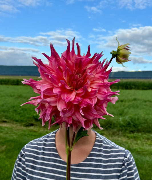 Penhill Watermelon Dahlia Tuber [Limit 1]