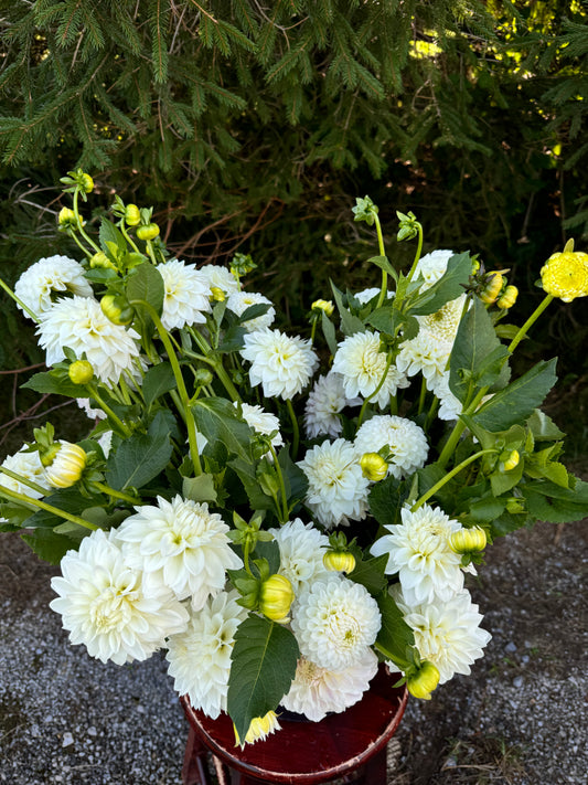 Boom Boom White Dahlia Tuber