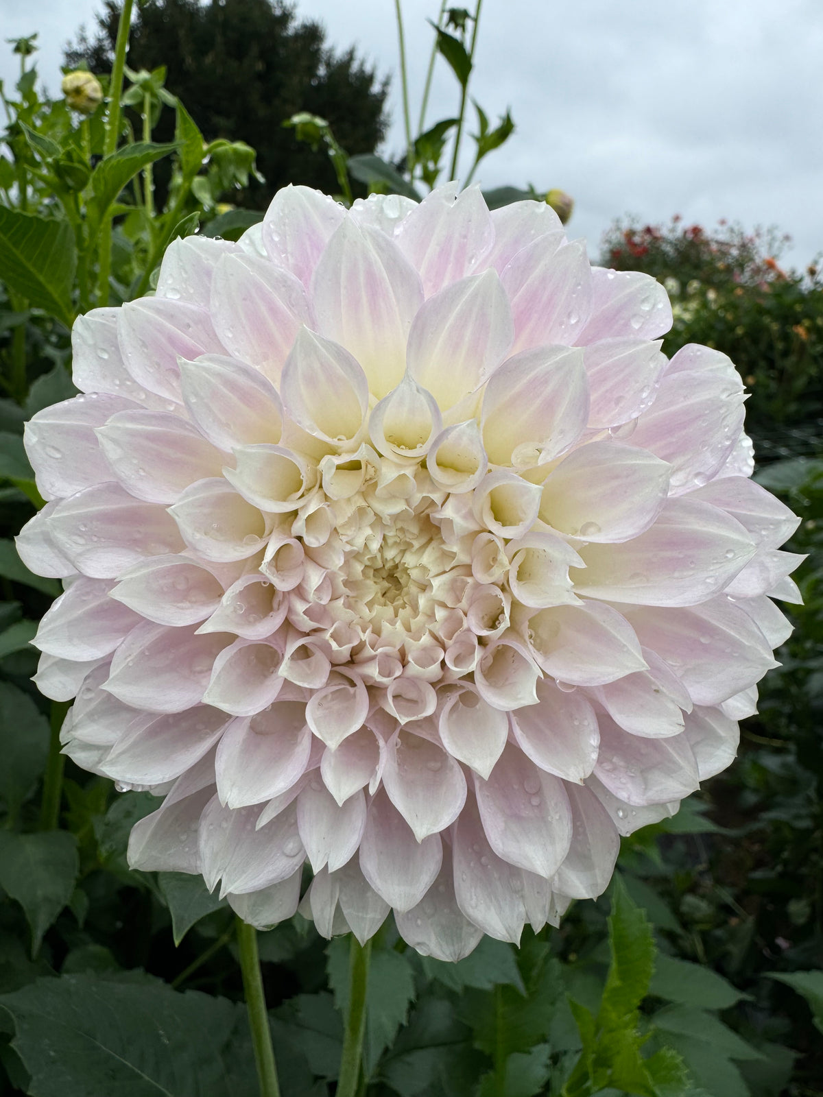 Bella Luna Dahlia Tuber