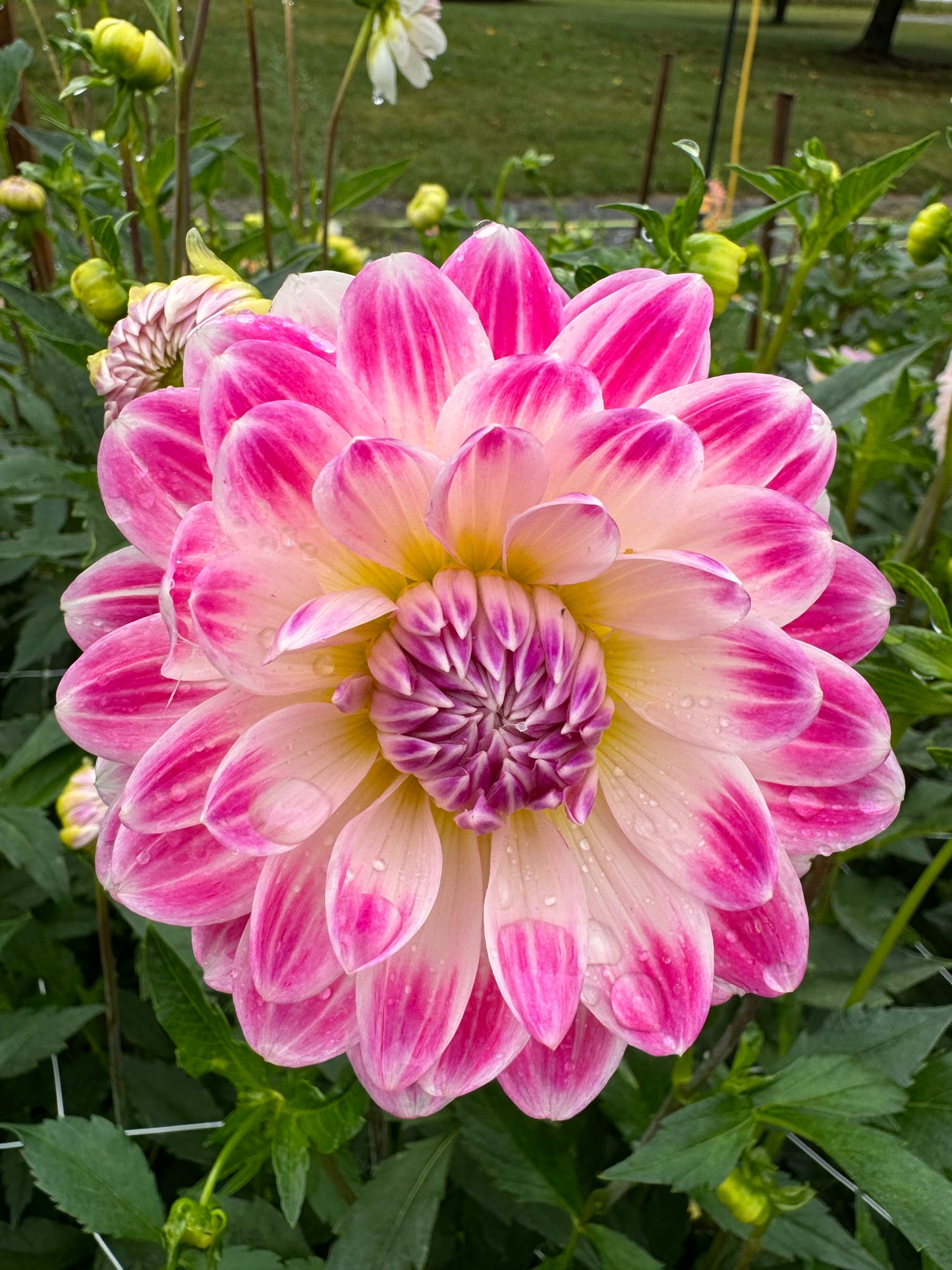 Kelgai Ann Dahlia Tuber