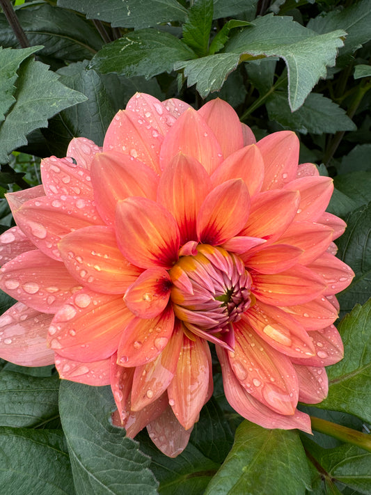 Nicholas Dahlia Tuber