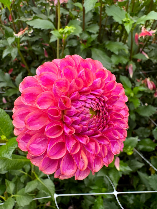 Caitlyns Joy Dahlia Tuber