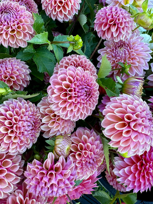 Bracken Rose (US) Dahlia Tuber