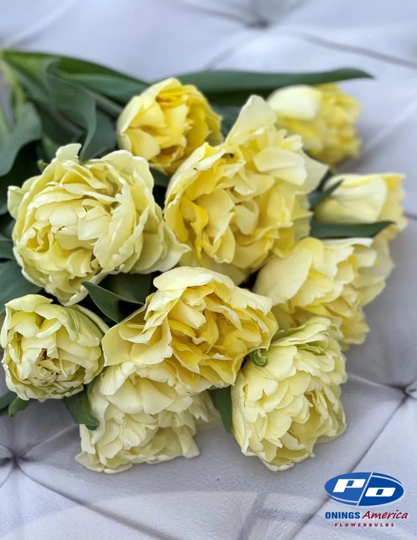 Secret Perfume Tulip