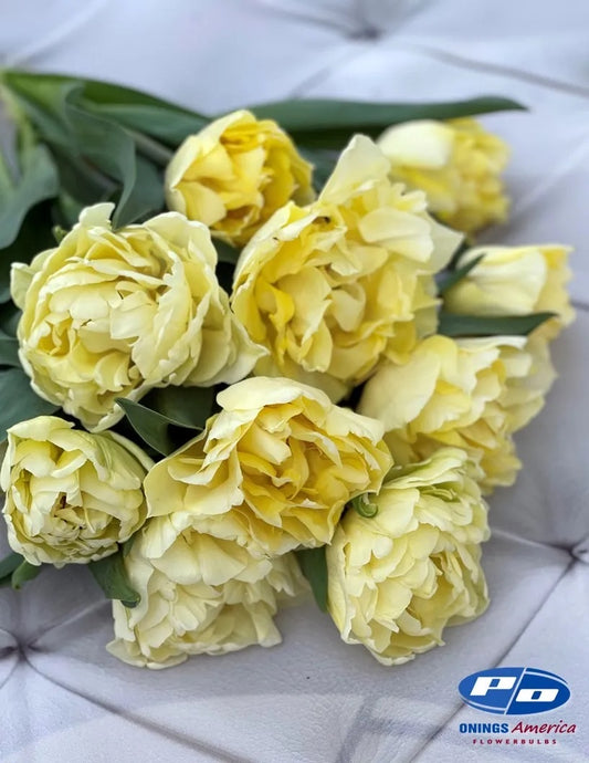 Secret Perfume Tulip