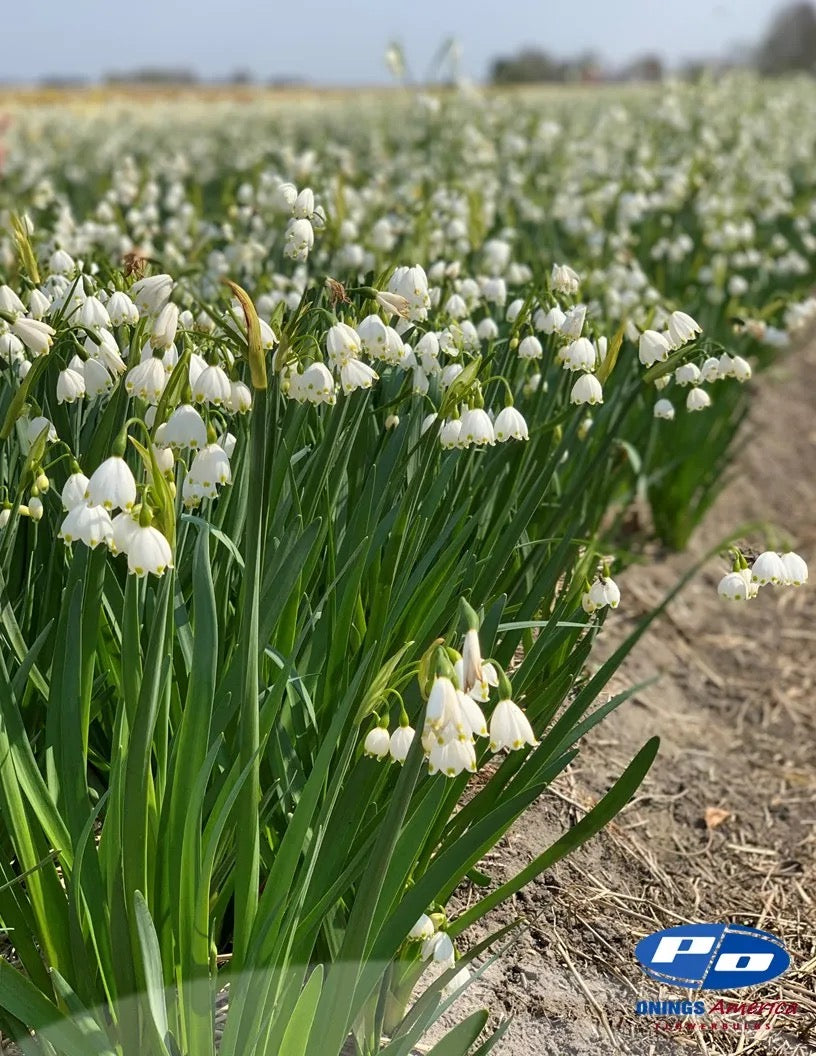 Leucojum Bulbs