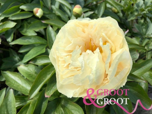 Sunny Girl Peony Bareroot