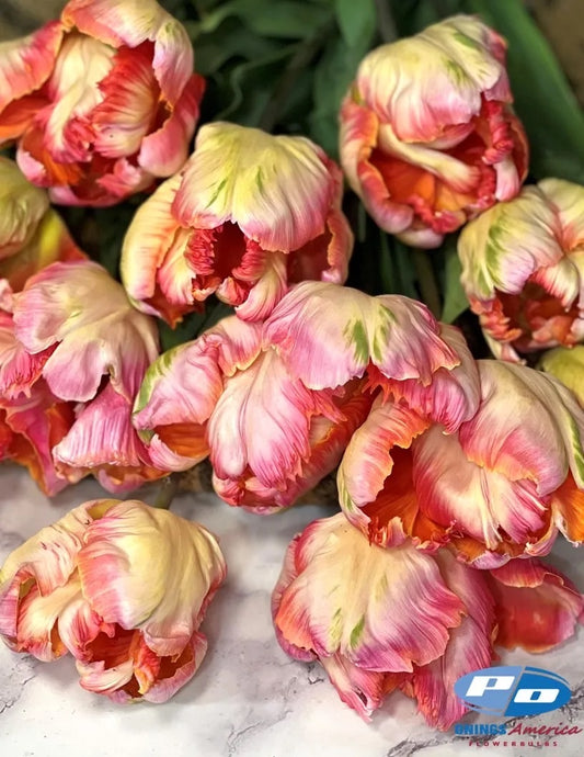 Apricot Parrot Tulip