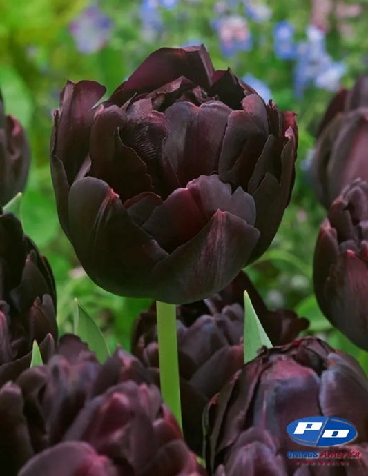 Black Hero Tulip