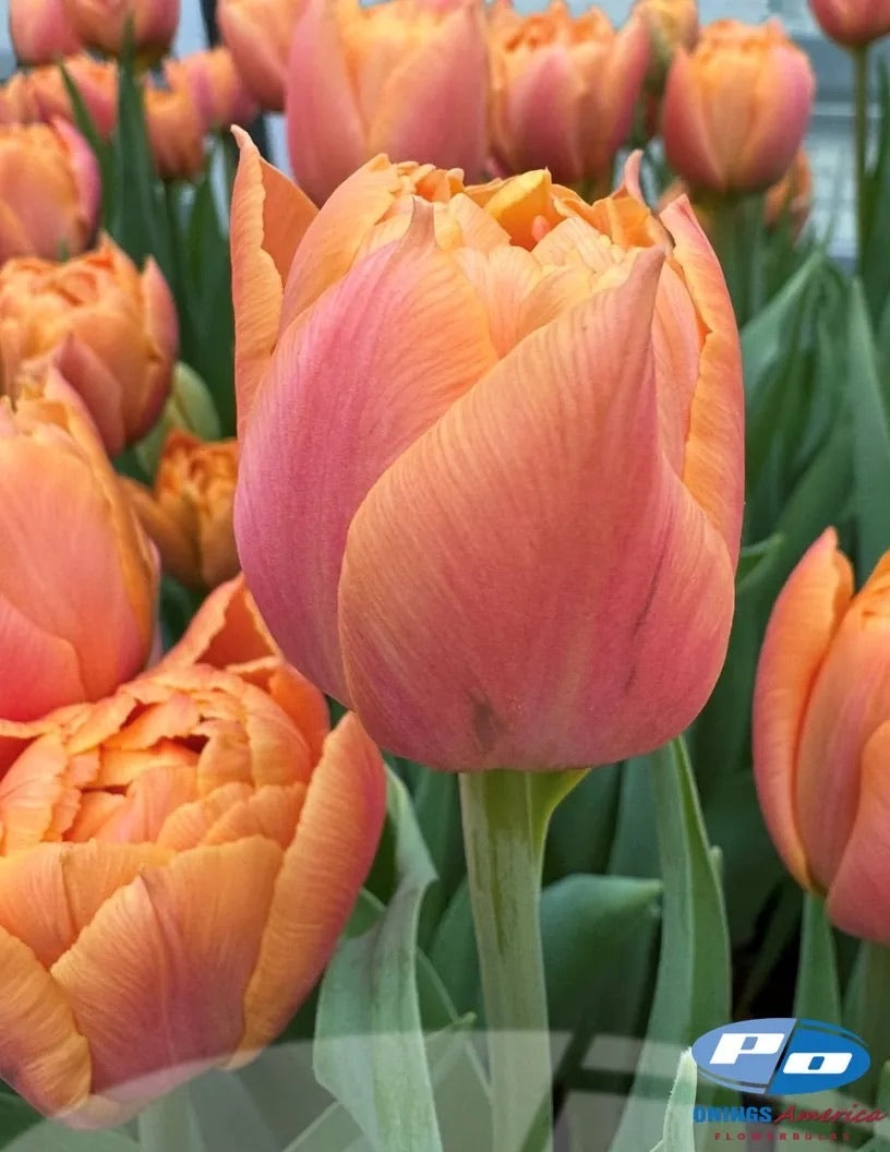Formule One Tulip – Inspiring Blooms LLC